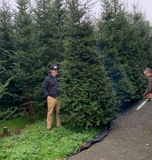 Large Christmas Trees 10-14 Feet
