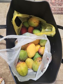50+ Organic Mango bundle