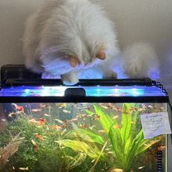 Aquarium Plants