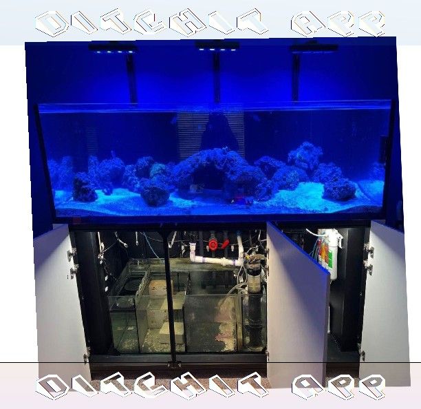 Full Aquarium Tank - Spacious & Eye-Catching friend reach