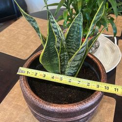 Snake plant 