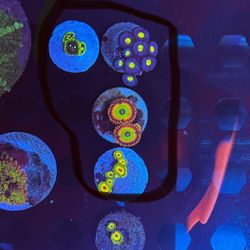 Fake Zoa Coral Frag Pack 