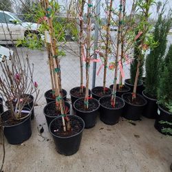 Duraznos O Peach Trees Grafted 3gallon 