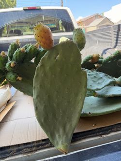 Planta de nopal