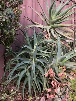 Multi stemmed aloe Arborescence medicinal aloe