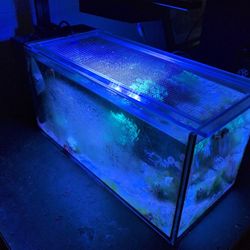 Free Tank For A salt Lover.