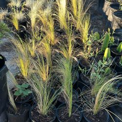 Green Frisky Grasses