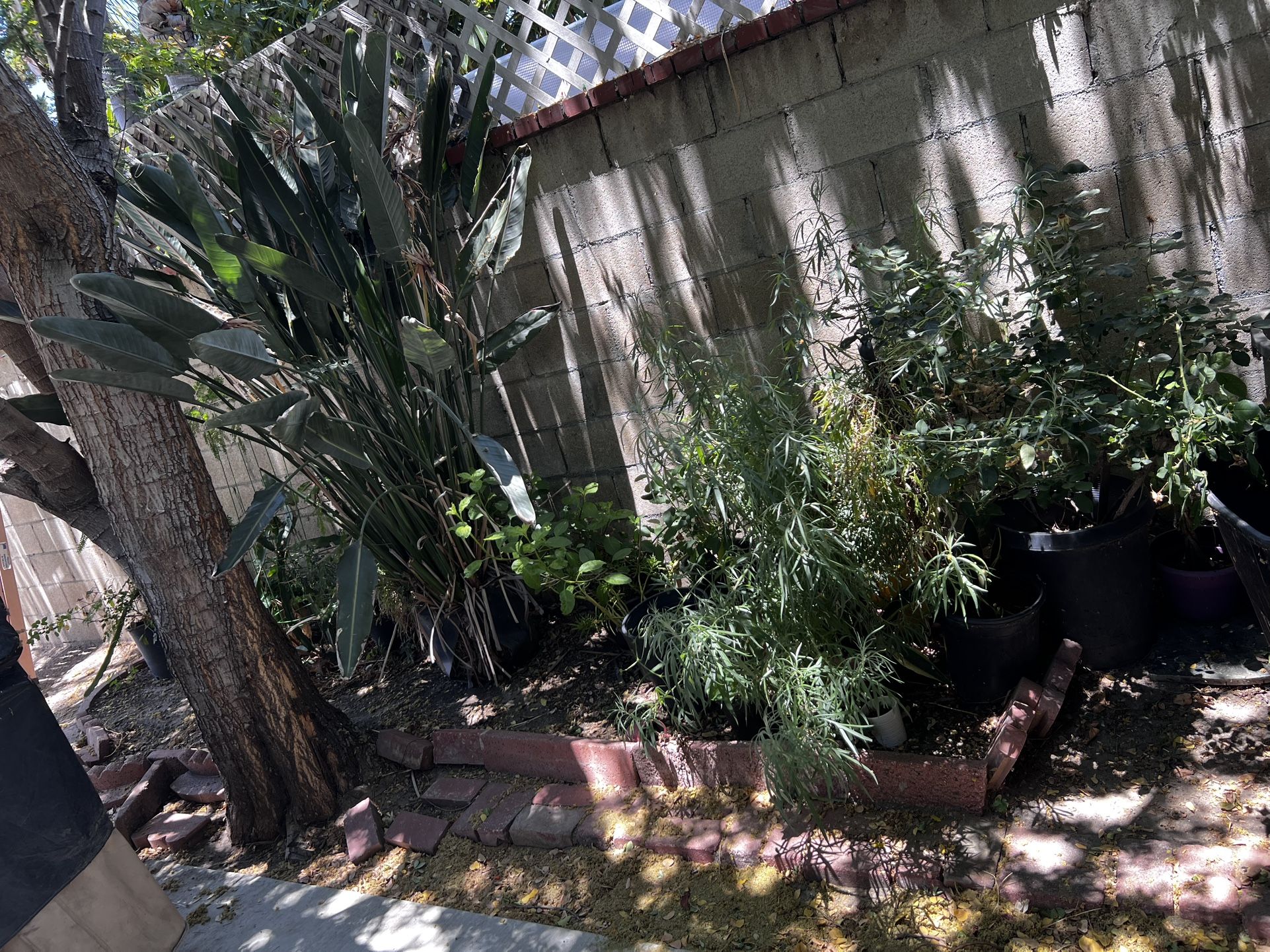 Plants 