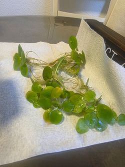 Amazon frog bit