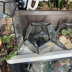Haworthia Terrariums 