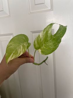 Albo Epi plant CUTTING