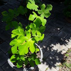 Fig Tree In Beautiful Huge Pot In Weeki Wachee Spring Hill