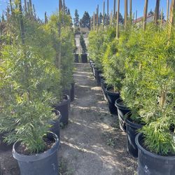 Privacy Trees And Vines