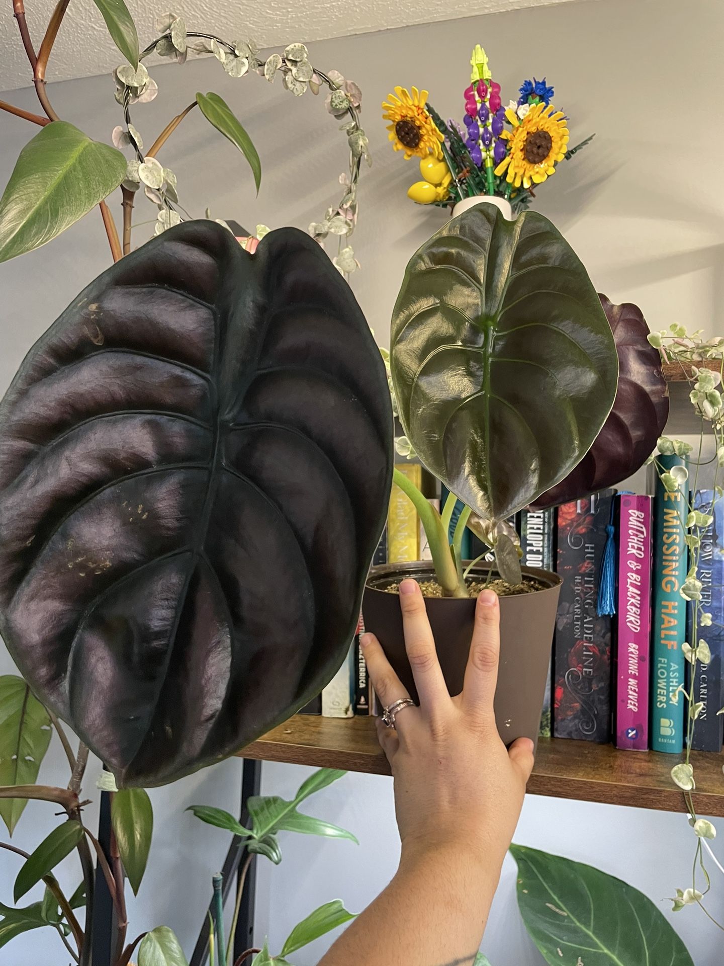 Alocasia Cupria