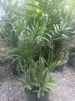 Macarthur palms for indoor & outdoor🌴
