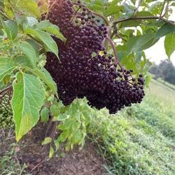 Elderberry Berries