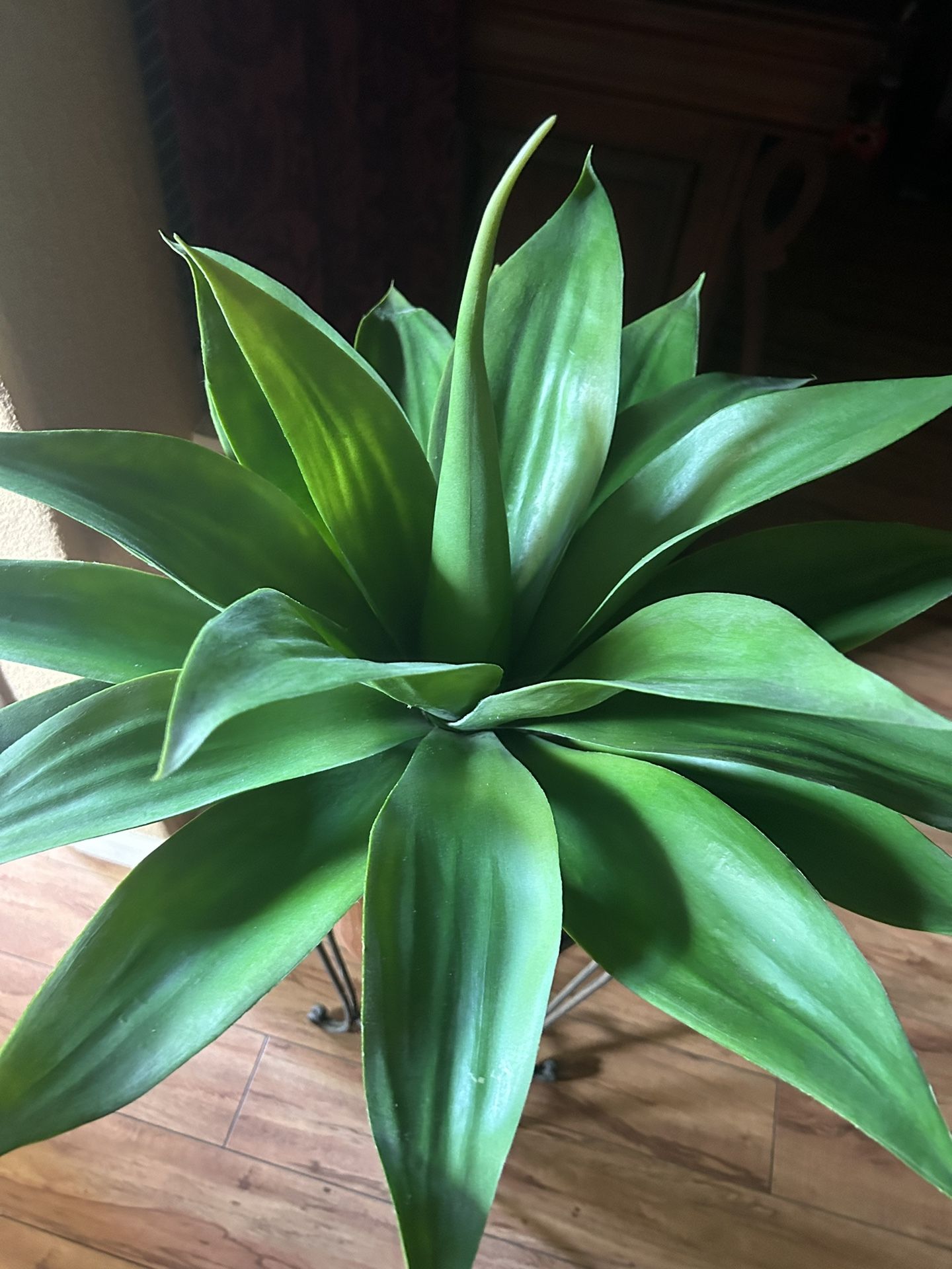 Agave Plant, Decoration