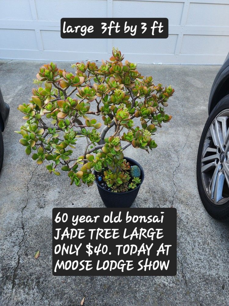 PLANT SHOW TODAY IN CASTRO VALLEY MOOSE LODGE TODAY 11/29