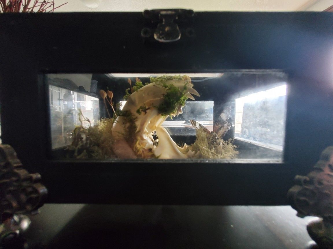 Bobcat Skull Shadow Box Art