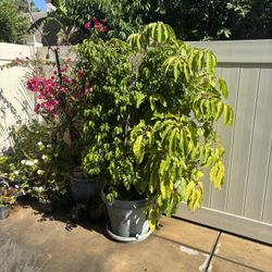 Exercise Machine And 2 Plants In The Pot 