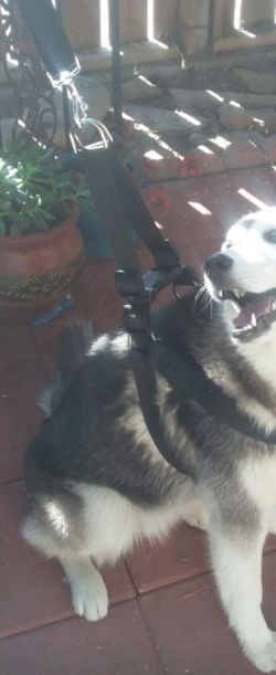 COLLAR PARA PERRO GRANDE VARIOS COLORES