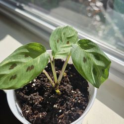 Maranta Leuconeura Variegated (A)