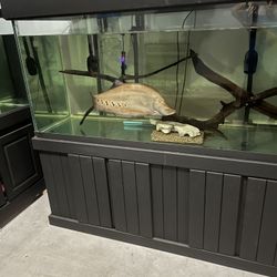 210 Gallon Fish Tank 