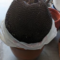 Jackfruit 