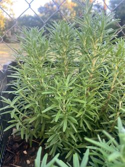 2 Large Established Rosemary Plants