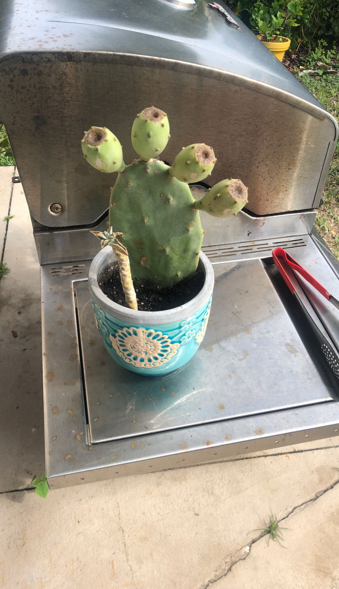 Cool cactus plant