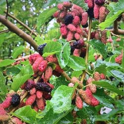 Mulberry  Fruit Tree  (Tasty & Rare)