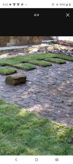 San Augustine sod