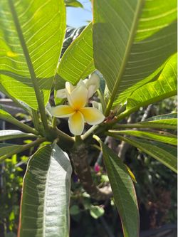 Plumeria