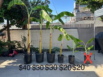 Banana Tree / Arboles De Platano **See Photo for Pricing**