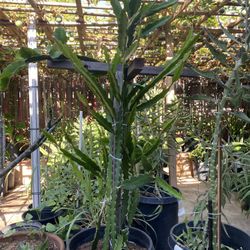 Red Dragonfruit Plant For Sale