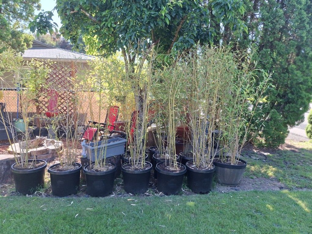 Bamboo Plants