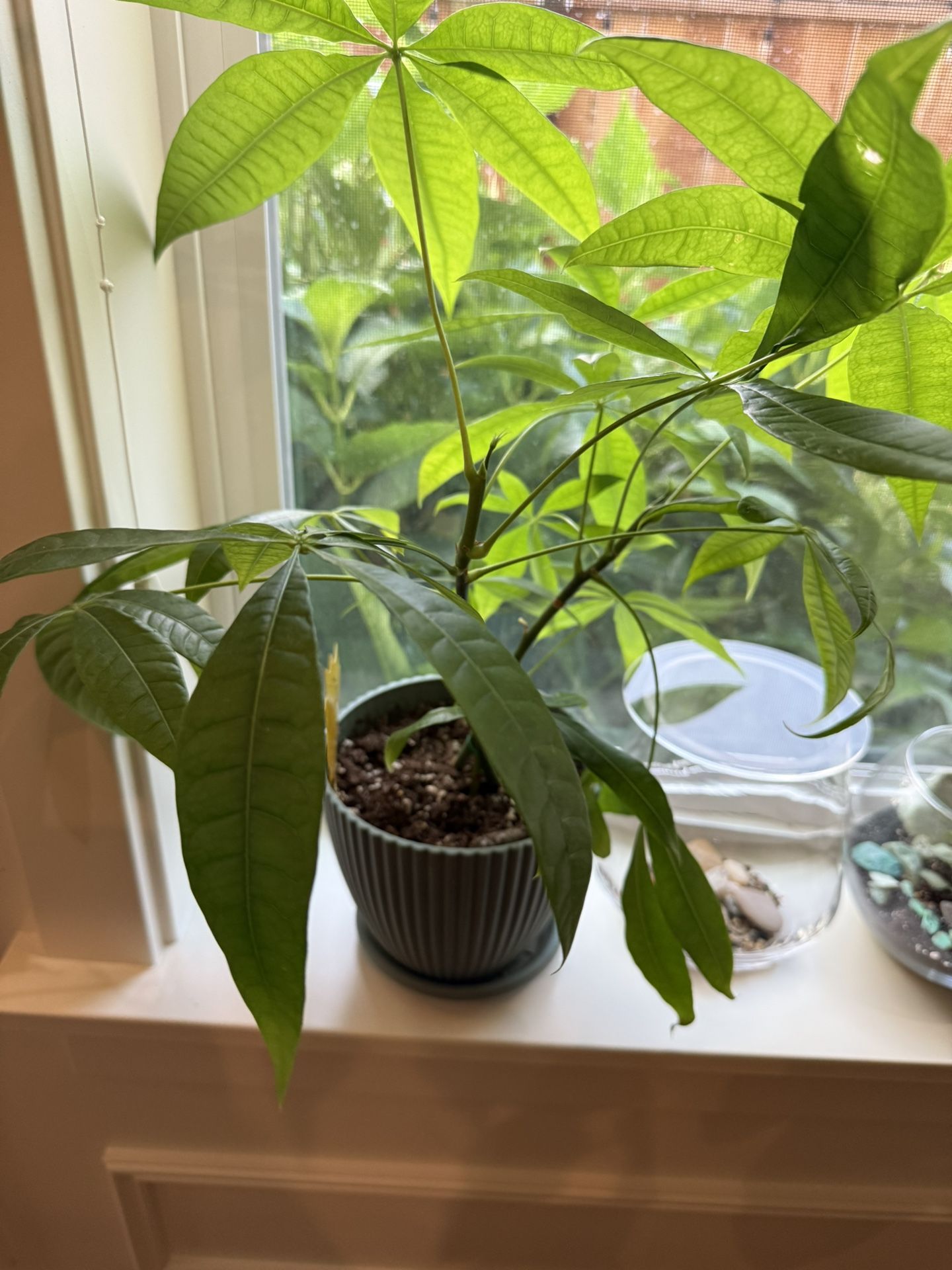 Full-Leaf Money Tree – Easy Indoor Plant