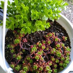 Two Types Of Succulents In Large Hanging Pot. Only Available Until End Of Month