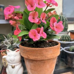 Crown of Thorns Plant “Euphorbia Milii” in Terracotta Pot (Northridge)