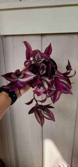 Tradescantia