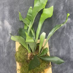 Staghorn Fern Mounted On Cedar P. bifurcatim