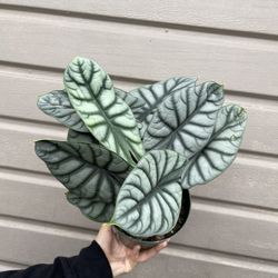 6” Alocasia Silver Dragón