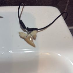 Shark Tooth Necklace