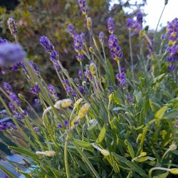 LAVENDER'S AVAILABLE (PERENNIALS COME BACK YEAR ROUND) STRONG SCENTED AND VERY HEALTHY, ENGLISH & FRENCH AVAILABLE 