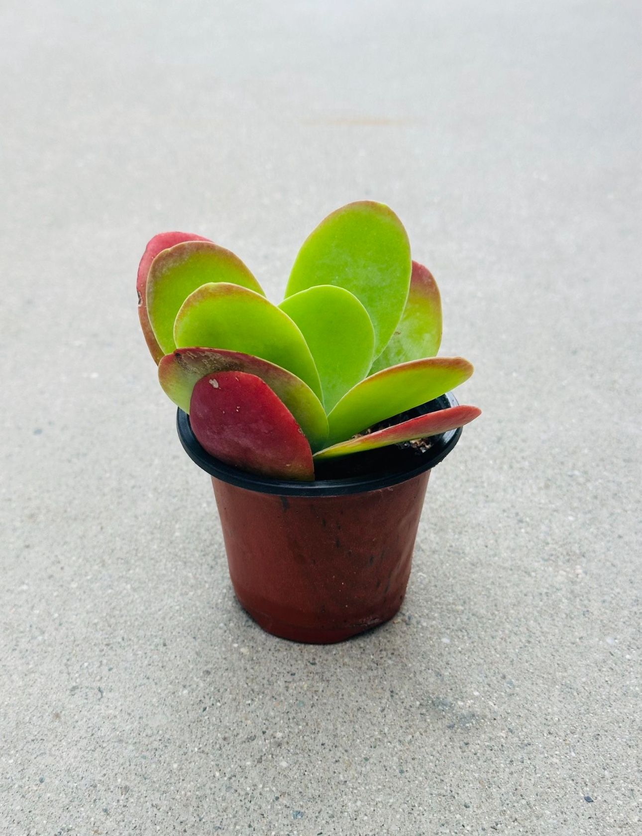 Succulents plants 🪴