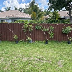 Jocote Or Ciruelos Tree 