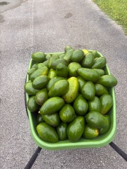 Fresh Avocados Large Bulk Lot
