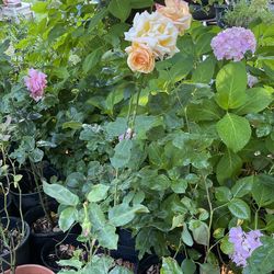 Rosas