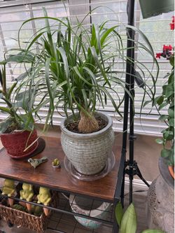 Live Ponytail Palm Tree Plant with a Ceramic Pot (Please read full description)