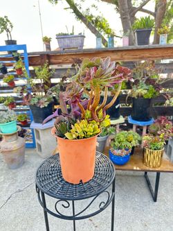 Beautiful succulent arrangement